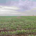 broadacre farming fertilisers