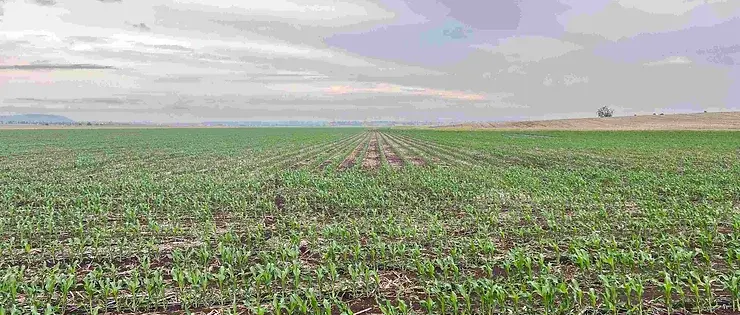 broadacre farming fertilisers