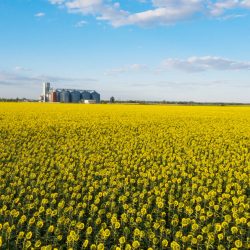 aerial view new grain elevator and a field of sunflowers in the foreground. beautiful landscape