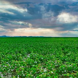 An aerial view of an agricultural field