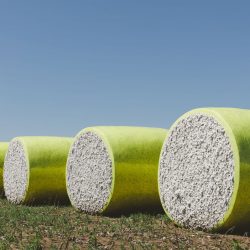Harvested cotton bales wrapped in yellow plastic vinyl