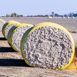 Cotton bales arranged in a row next to a harvested field, ready for pick up; Central California, United States