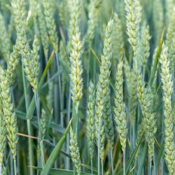 Green wheat growing in the summer field in sunny day. Agriculture scene. Fresh young ears close-up