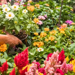 Mature woman at a nursery holding a potted white daisy plant in her hands between blossom plants. Flowers for sale