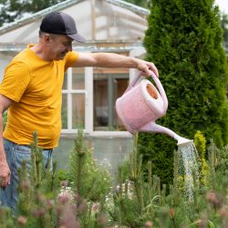 Senior man watering flowers using can in his garden.