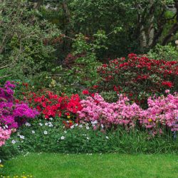 Beautiful Garden with blooming trees and bushes during spring time, Wales, UK