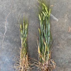 Without and with Worm Hit v2