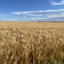 Worm Hit Broadacre crop fertiliser 3