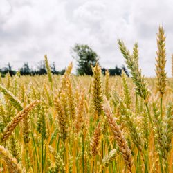 Detail of a cereal field with ripe grain, and blue sky in the background.