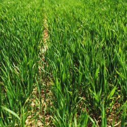 Endless green farm fields with close up growing wheat in spring. High quality photo