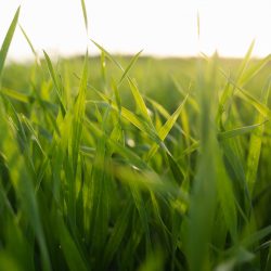 green field of young cereal crops close up in summer or spring. natural eco friendly background.