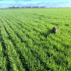 Worm Hit green crops with dog 1000 px