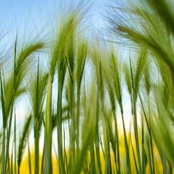 barley winter crops worm hit 2