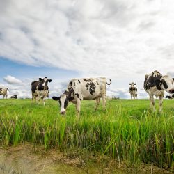 cows on green summer pasture over blue sky