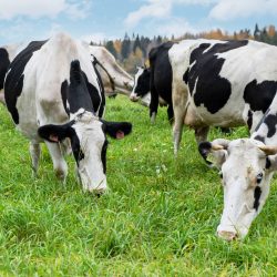 cows-on-green-pasture worm hit 2