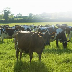 Portrait of cow and grazing herd in sunlit field