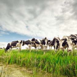 few milk cows on pasture over blue sky