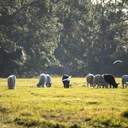 Feeding of cattle on farmland grassland. Milk cows grazing on green farm pasture on warm summer day.