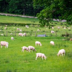 Pasture full of sheep, Lake District, England