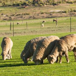 Sheeps grazing in meadow.