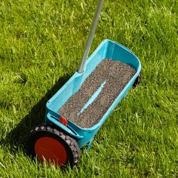Fertilizing a young lawn with grass fertilizer in granules using a manual grass seeder.