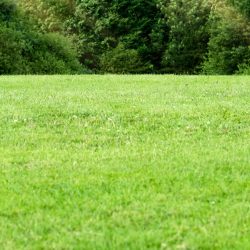 Green fields with forest trees in sunny day Summer,Fresh air Spring fields of meadow with sunlay on tree,Beauty beautiful natural landscape of grass land in environment public park