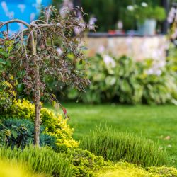 Residential Backyard Garden Plants During Summer Vegetation