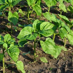 rows of young, green, powerful sunflowers, clean from diseases, weeds, and insects, against the sky