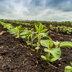 Fresh green soy plants on the field in spring. Rows of young soybean plants . High quality photo