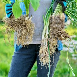 Close-up of roots of plant hosta narcissus sedum in hands of woman, bushes for dividing and planting in spring