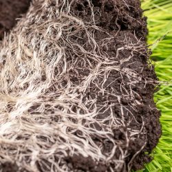 healthy roots worm hit phosphorous fertiliser