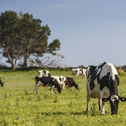 Herd of friesian cows grazing in field