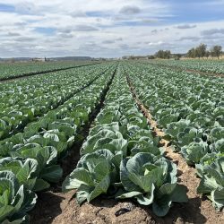 horticulture crops worm hit