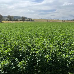 horticulture crops worm hit 2