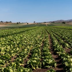 An agricultural cultivated farm landscape with growing organic lettuce plants in rows