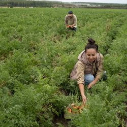 Young woman picking up carrots against mature farmer on large plantation of farm