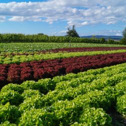 The vibrant lettuce fields on Reichenau Island, Germany.