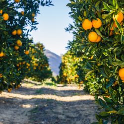 orange-grove-worm hit