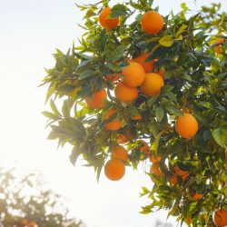 Orange garden orplantations, summer background. Turkey district of city of Demre. Trees with fruits.