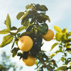 orchard crops worm hit 4