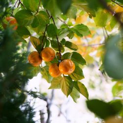 Ripe persimmon fruits among green foliage on tree branches. High quality photo