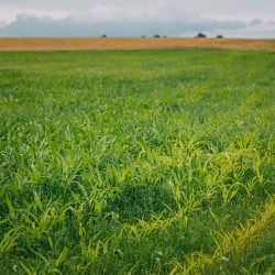 Rural Landscape Maize Field With Young Corn Sprouts. Young Green Cornfield Plantation. Agricultural Landscape.