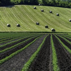 Landscape near the medieval castle of Torrechiara, Parma province, Emilia-Romagna, Italy, at springtime