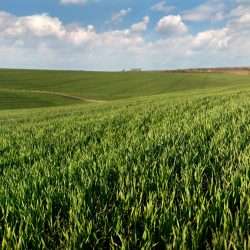 young sprouts wheat close up on the field and beautiful sky with clouds