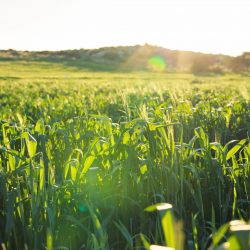 Green meadow. Bright sunset over green field