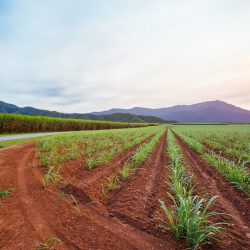sugar cane crops worm hit