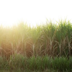 Sugar cane plantation with the sunset.