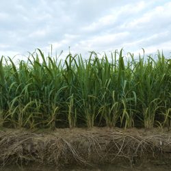 Aerial view of sugarcane plants growing at field