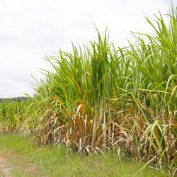 Sugar cane fields, Sugarcane plantation