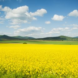 Yellow canola field under blue cloudy sky
